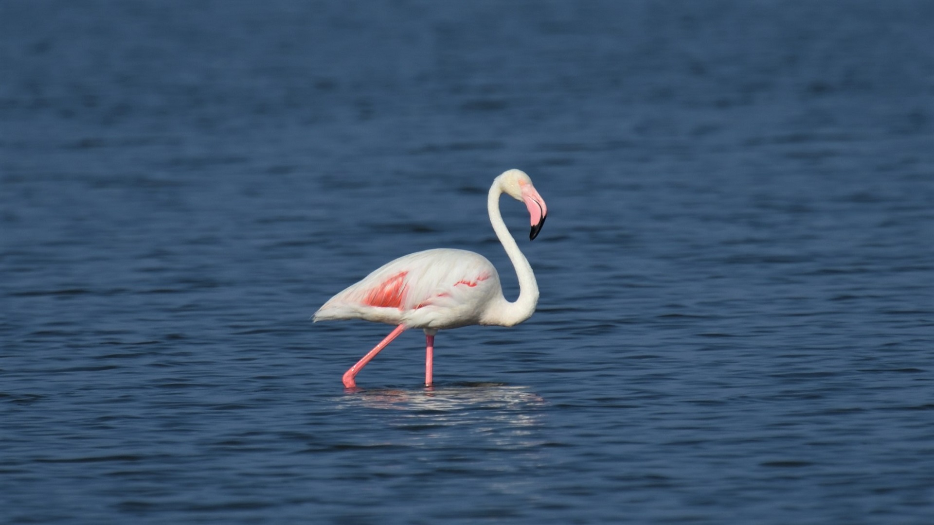 Greater Flamingo
